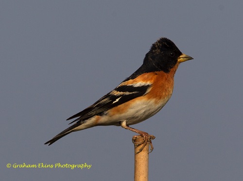 Brambling, Mainly migrant and winter visitor, 2612
Location unknown